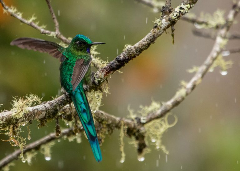 Long-tailed Slyph