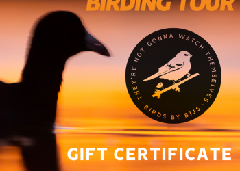 Private Guided Birding Tour Gift Certificate