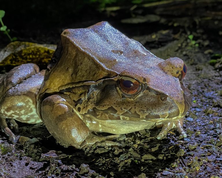 Smoky Jungle Frog (Leptodactylus pentadactylus)