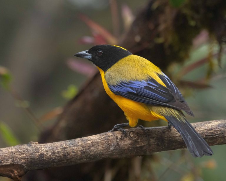 Black-chinned Mountain-Tanager