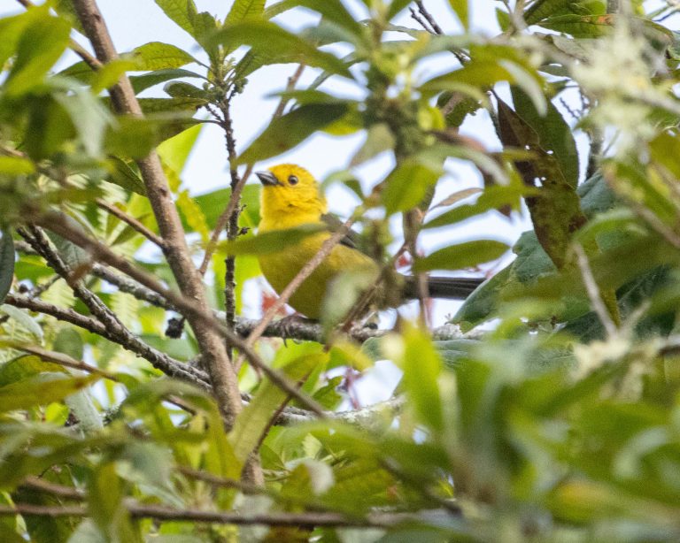 Yellow-headed Brushfinch