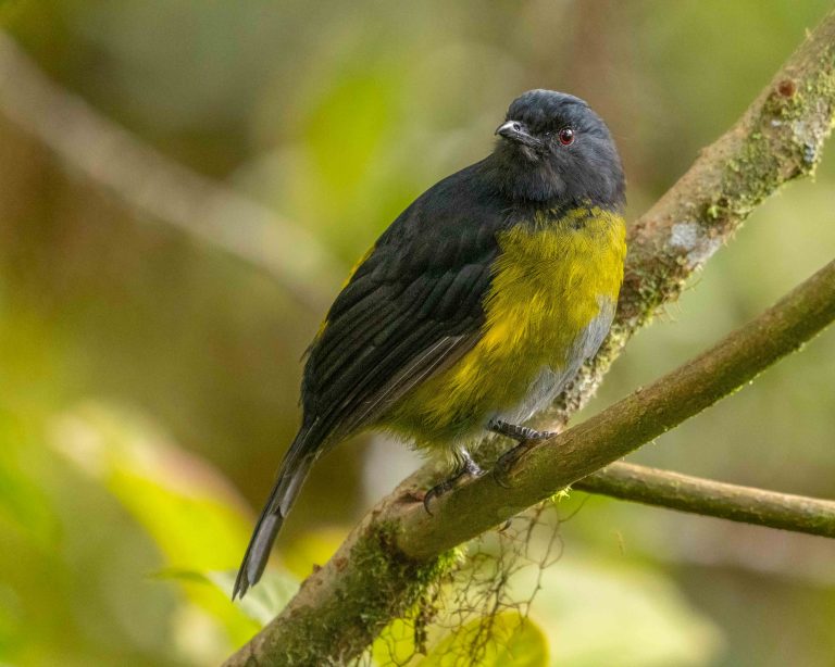 Black-and-Yellow Silky-f