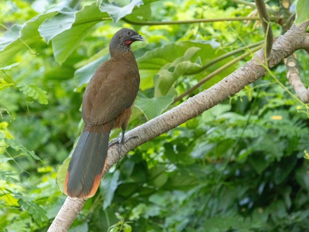 bird watching tours trinidad
